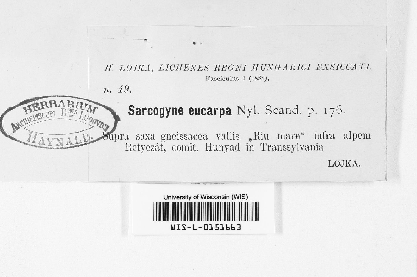 Sarcogyne eucarpa image