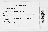 Stereocaulon ramulosum image