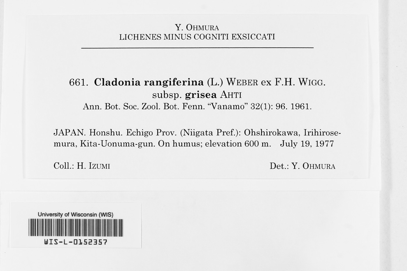 Cladonia rangiferina subsp. grisea image