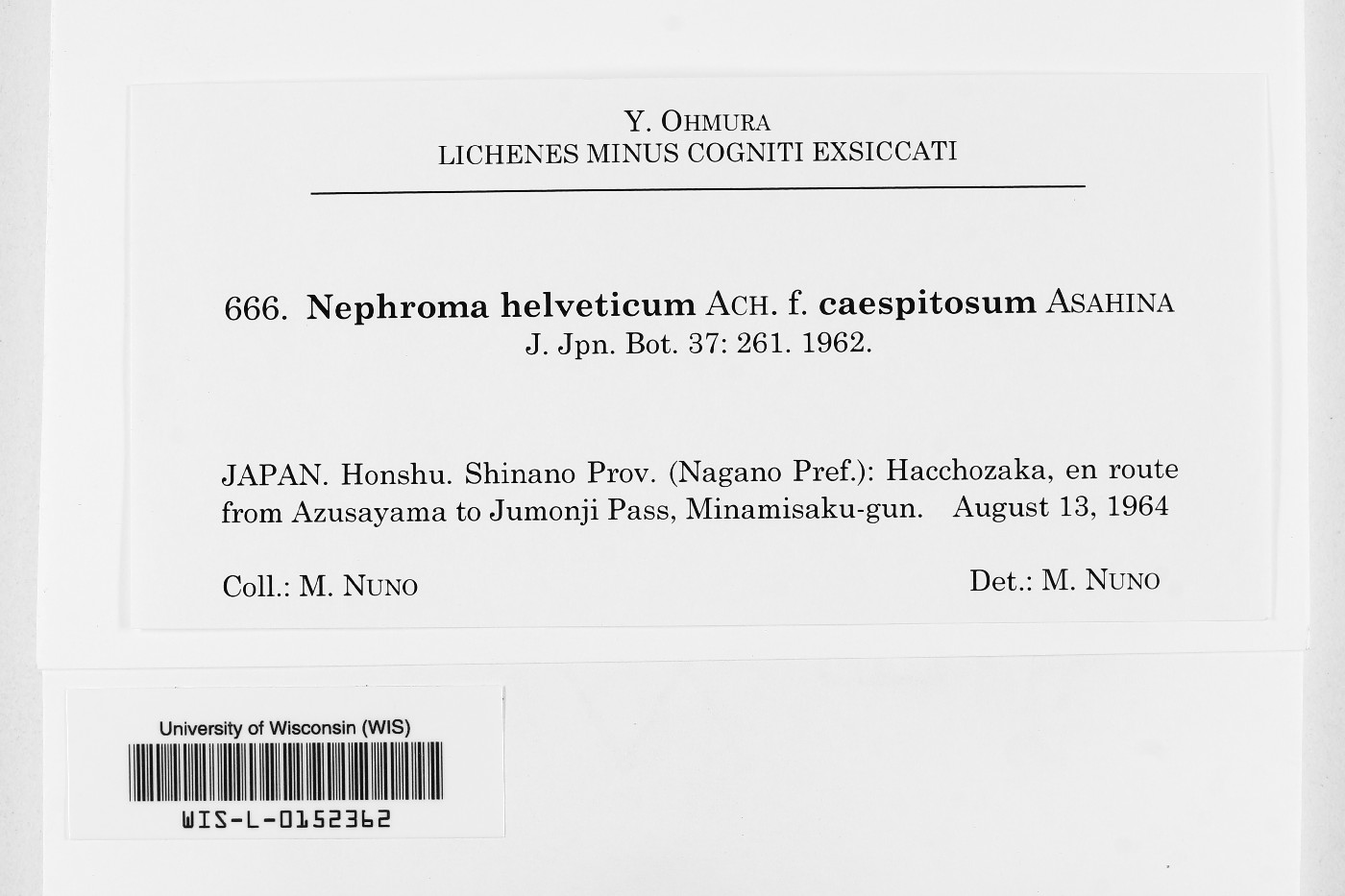 Nephroma helveticum f. caespitosum image