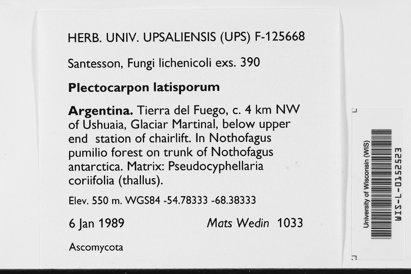 Plectocarpon latisporum image