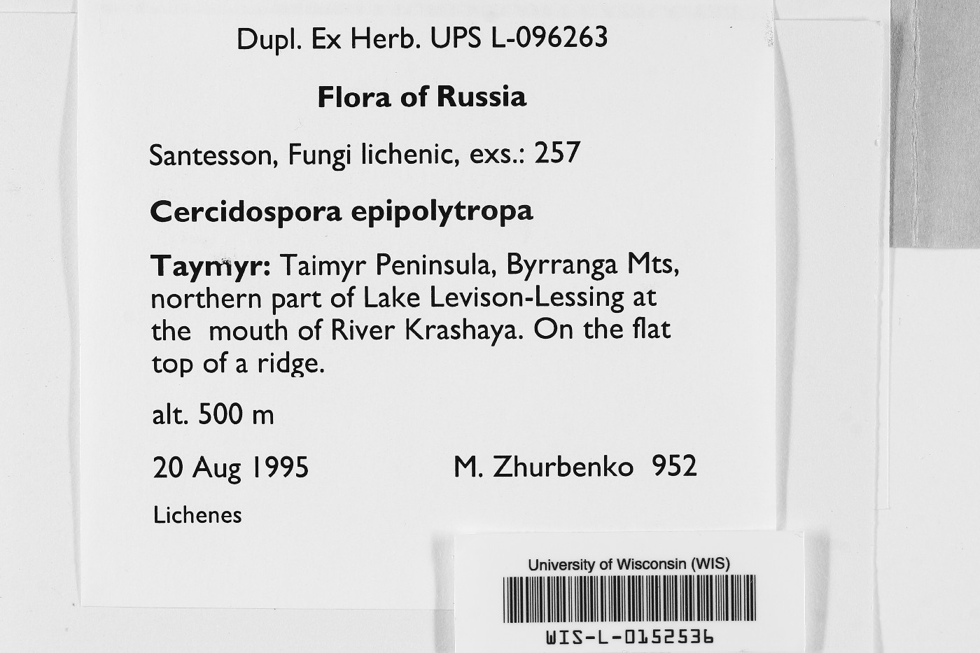 Cercidospora epipolytropa image