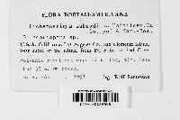 Lichenostigma subradians image