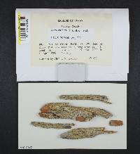 Pertusaria azulensis image