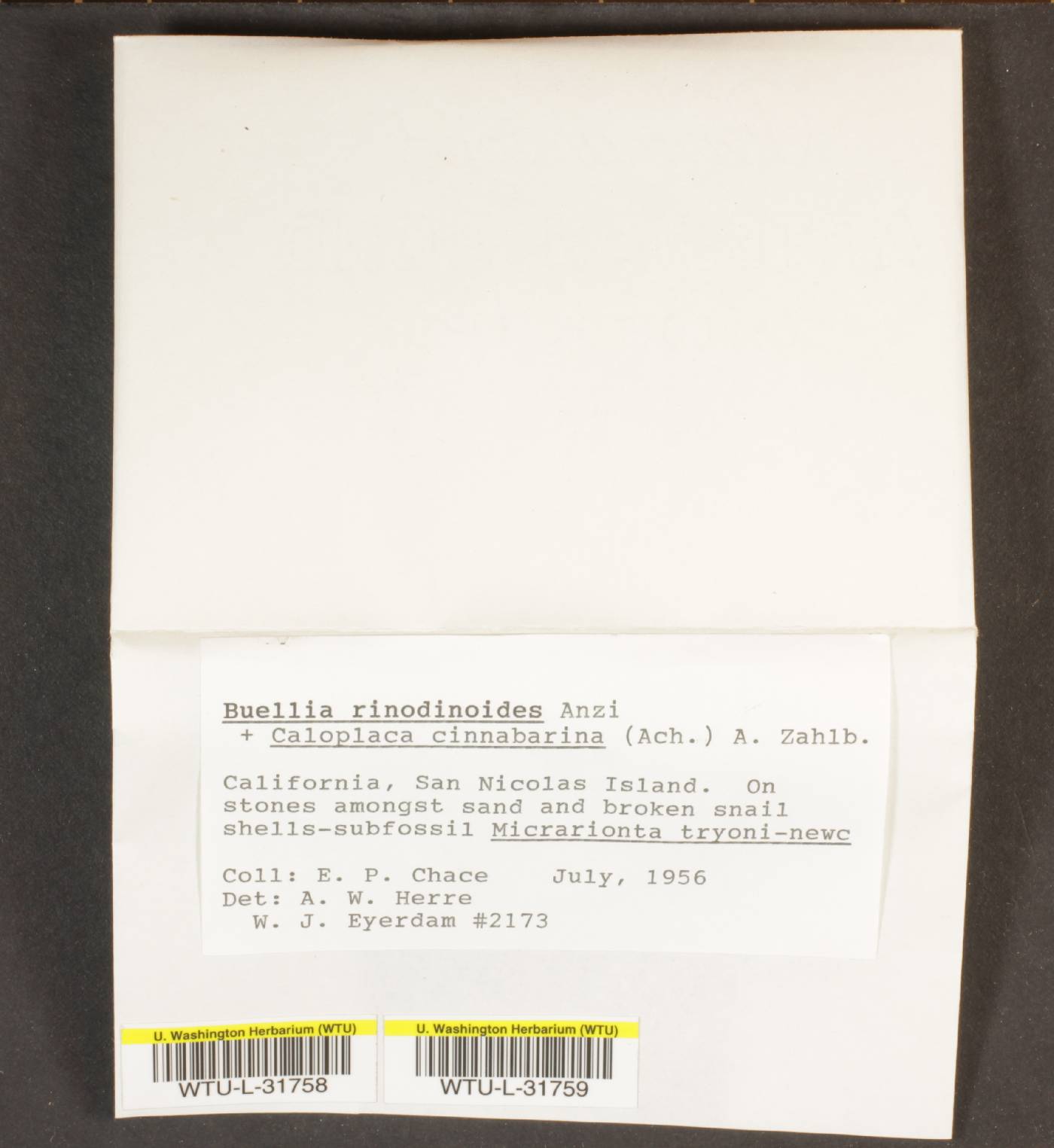Buellia rinodinoides image