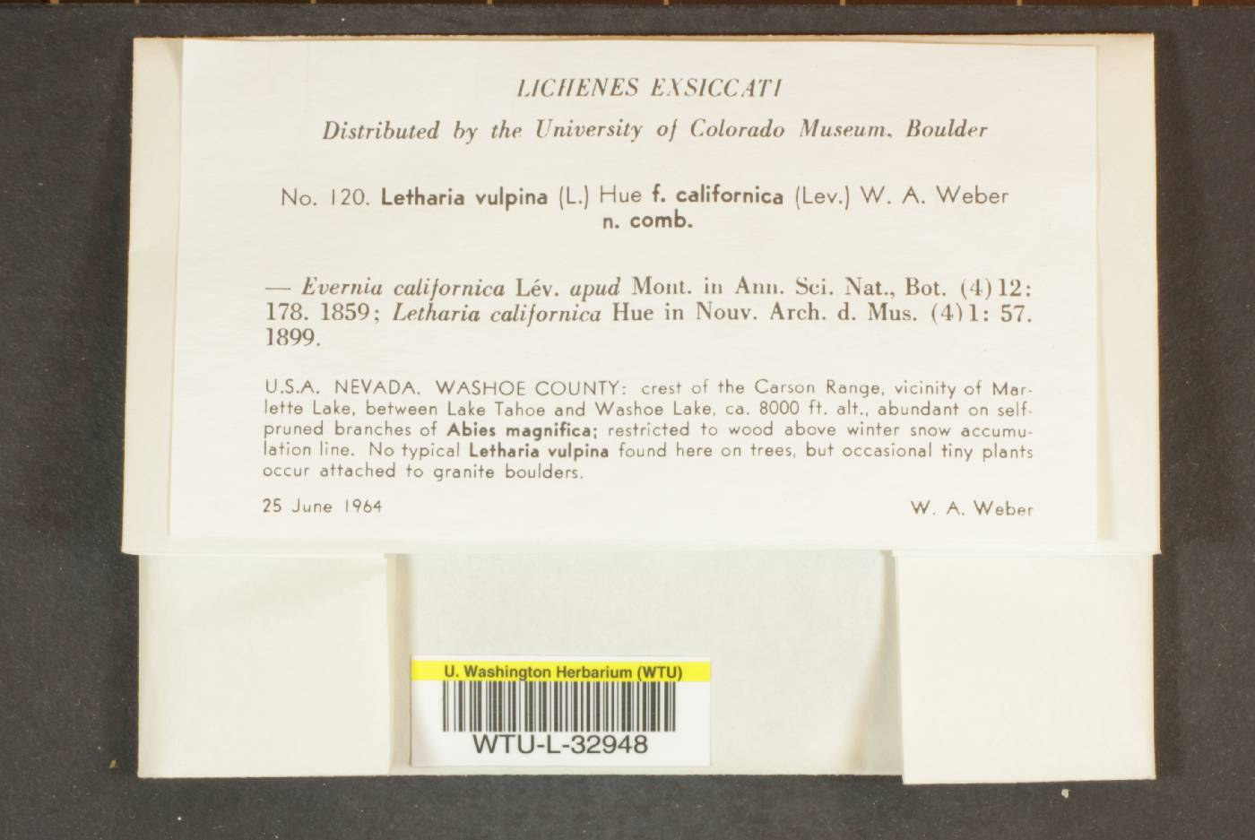 Letharia vulpina f. californica image