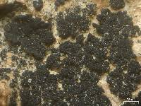 Lichinella granulosa image