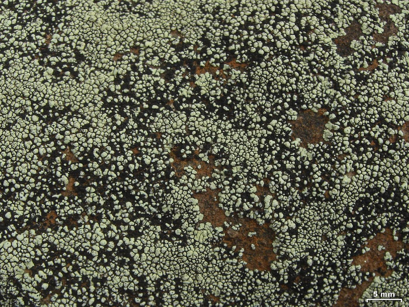 Dimelaena lichenicola image