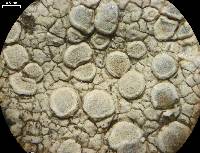 Lecanora rupicola image