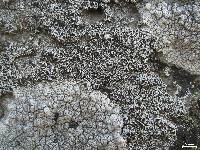 Lecanora cenisia image