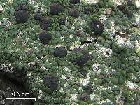 Lecanora subcavicola image