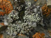 Lecanora thallophila image