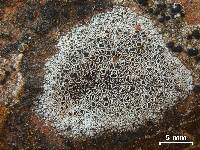 Lecanora utahensis image