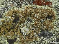 Protoparmeliopsis muralis image