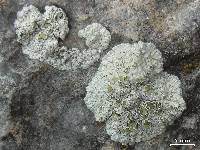 Lecanora neodegelii image