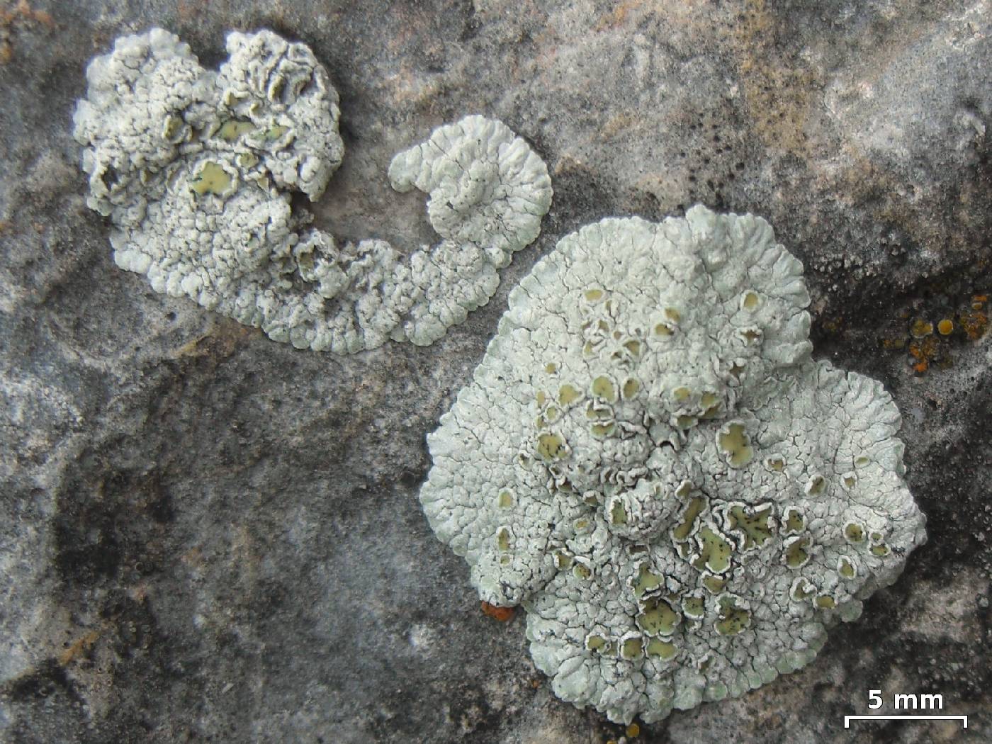 Lecanora neodegelii image