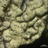 Cercidospora macrospora image