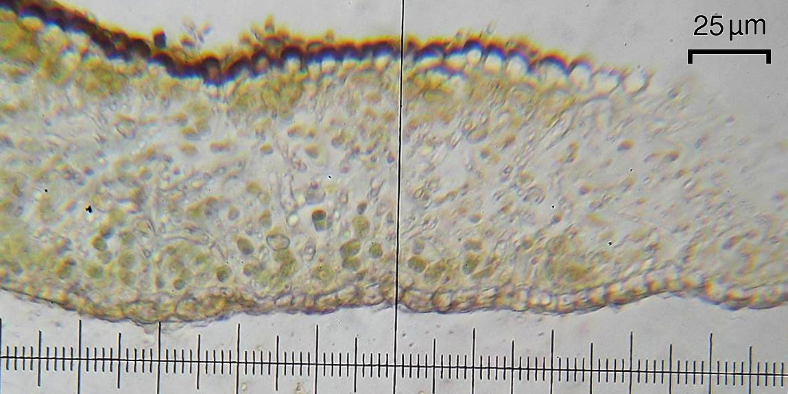 Scytinium intermedium image