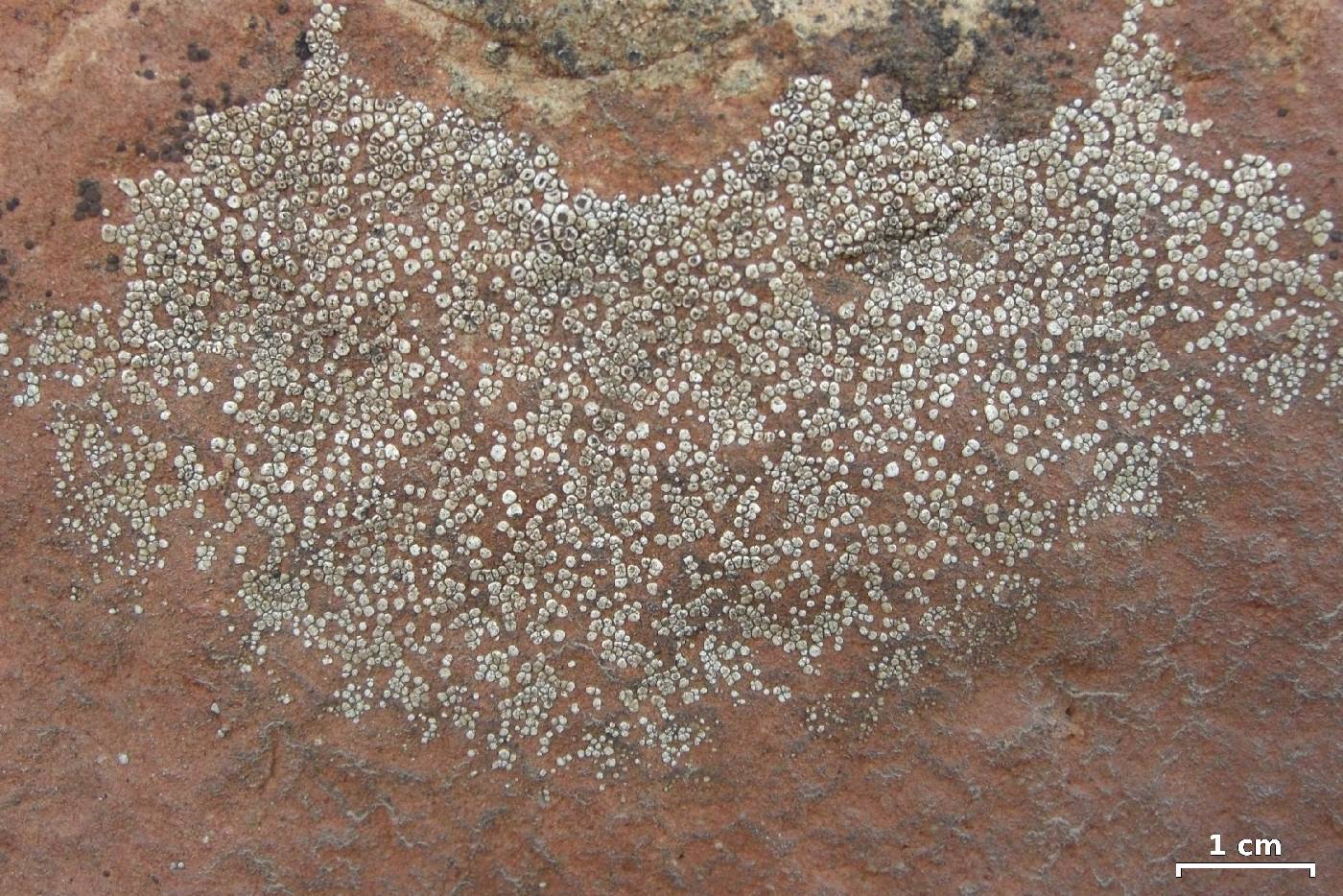 Acarospora nevadensis image