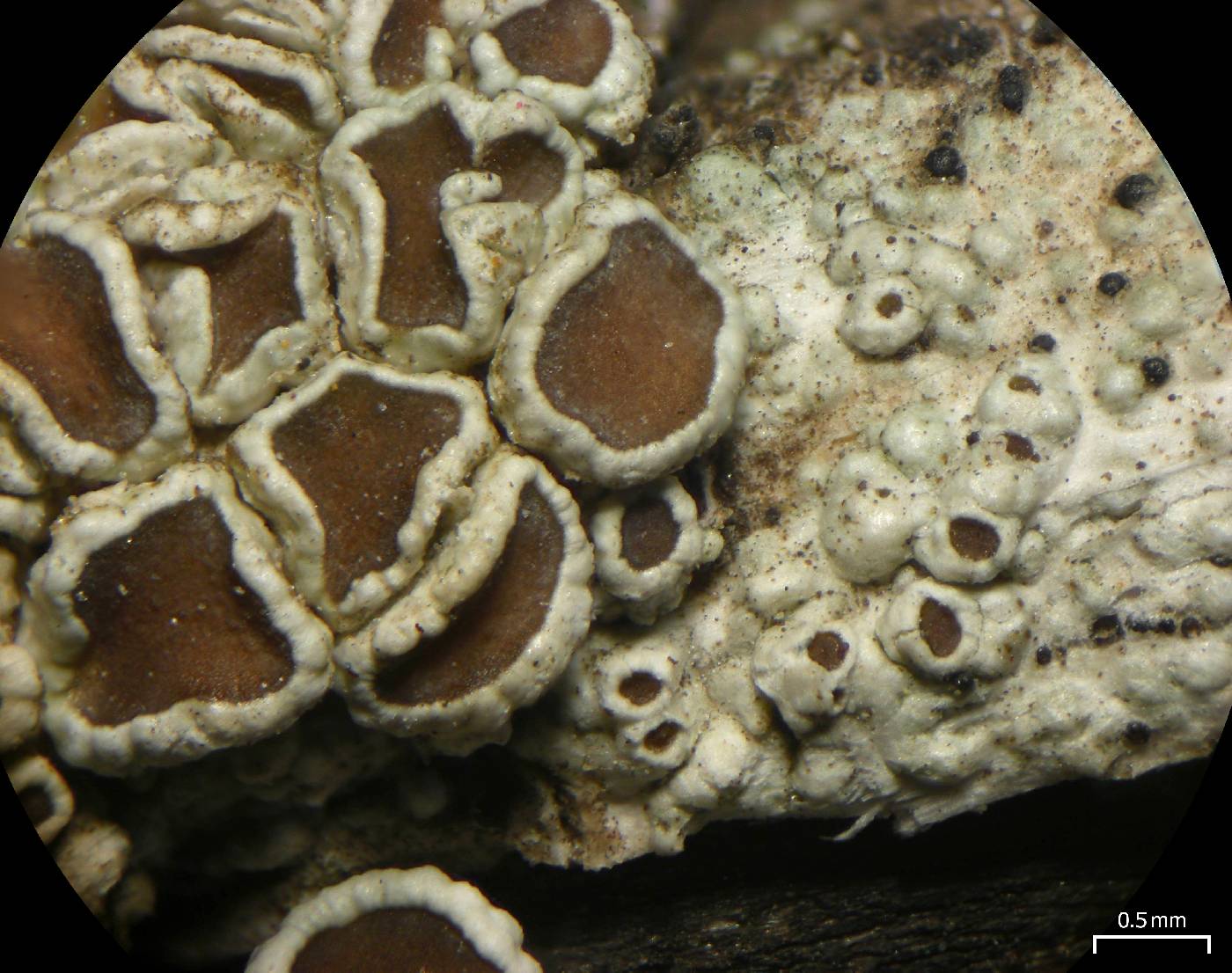 Lecanora rugosella image