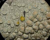 Lecanora carpinea image