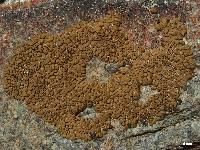 Acarospora rosulata image
