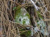 Cladonia fimbriata image