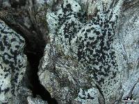 Tetramelas chloroleucus image