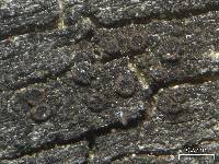 Lichenodiplis lichenicola image