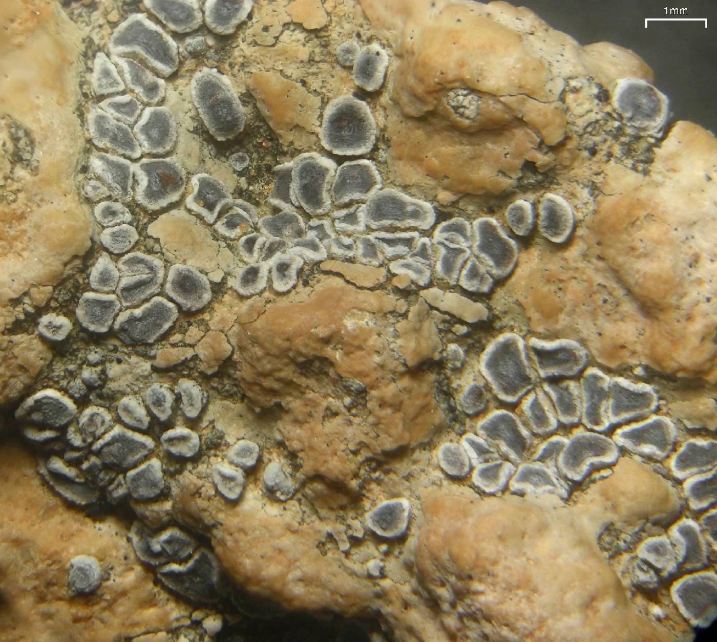 Acarospora bolleana image