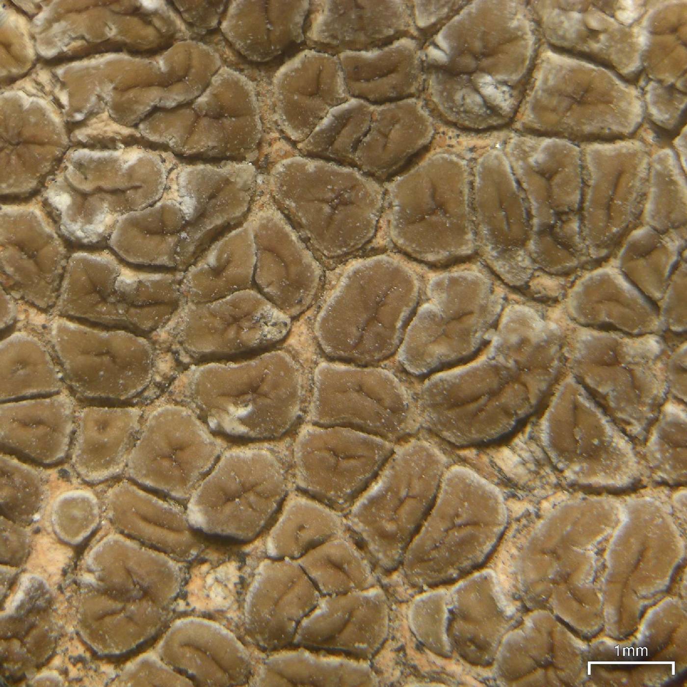 Acarospora fuscescens image