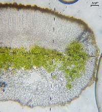 Pachypeltis cladodes image