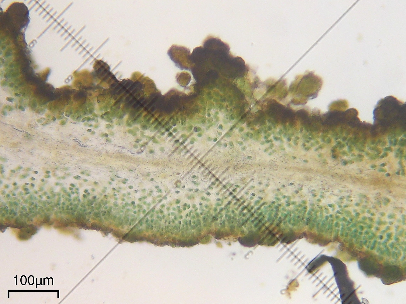 Lichinella iodopulchra image