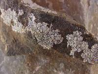 Lecanora rupicola image