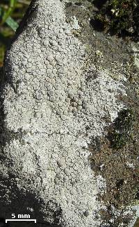 Lecanora rupicola image