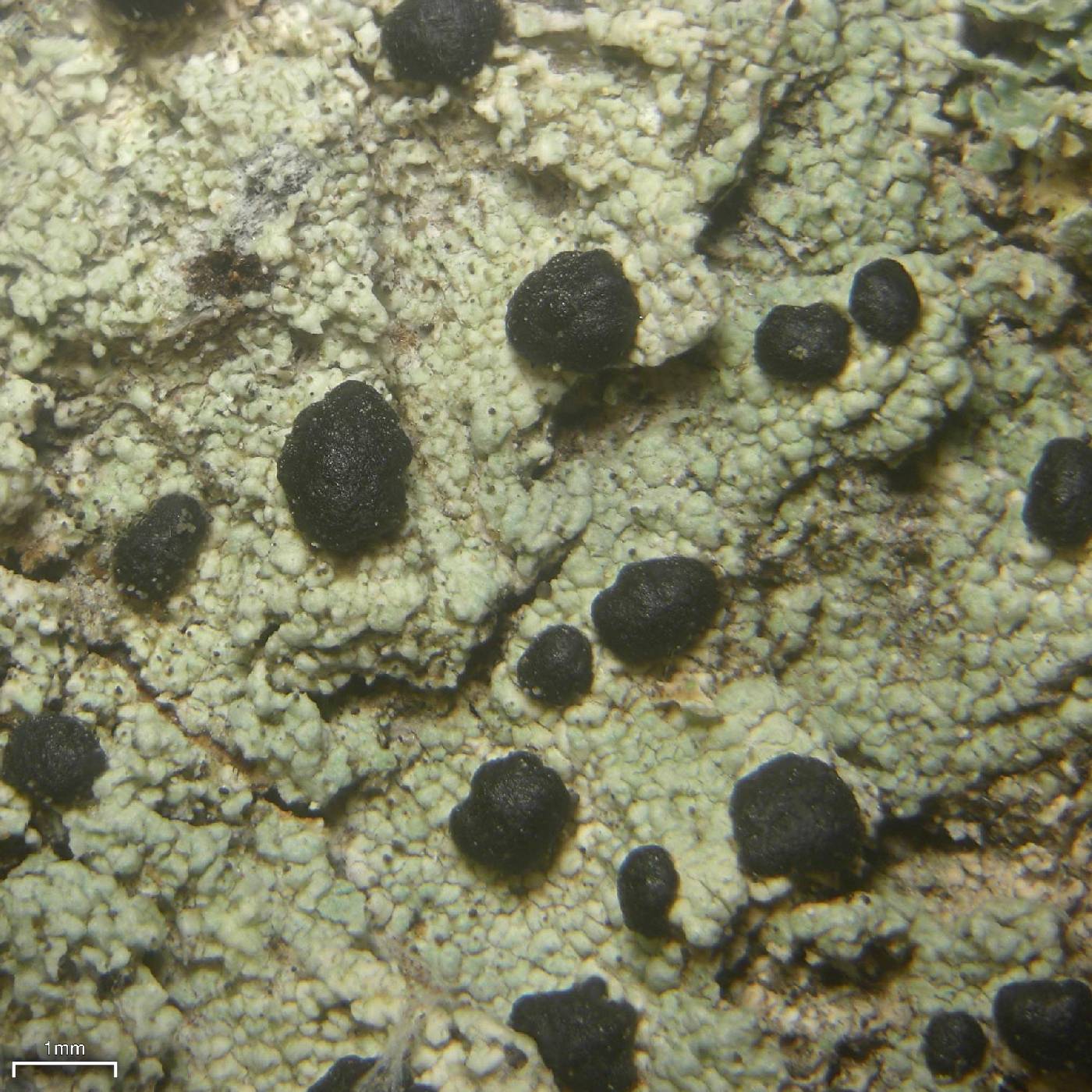 Mycoblastus affinis image