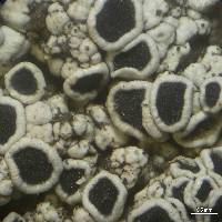 Lecanora cenisia image