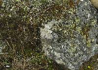 Cladonia borealis image