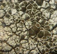 Lecanora argopholis image