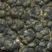 Carbonea assimilis image