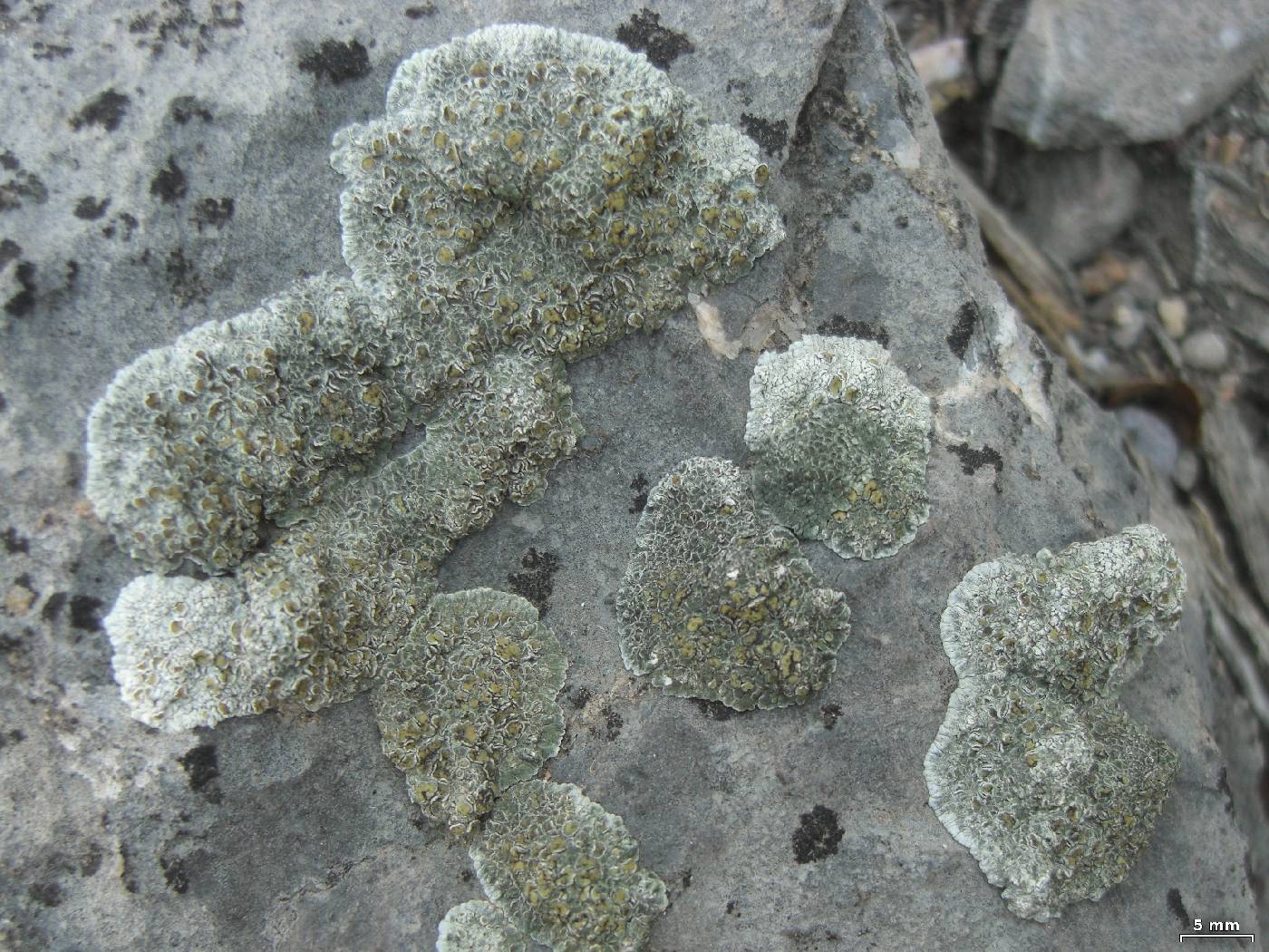 Lecanora neodegelii image