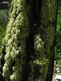 Usnea perplexans image