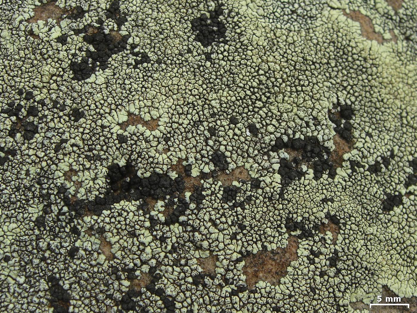 Dimelaena lichenicola image