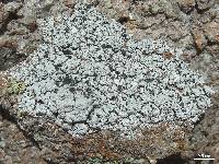 Lecanora cenisia image