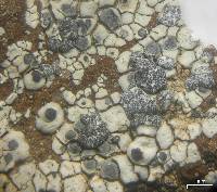 Lecanora bicincta image