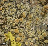 Image of Lecanora laxa