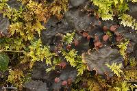 Peltigera horizontalis image