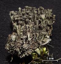 Cladonia chlorophaea image