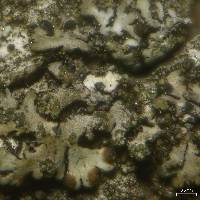 Image of Tremella phaeophysciae