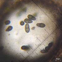 Polycoccum kerneri image